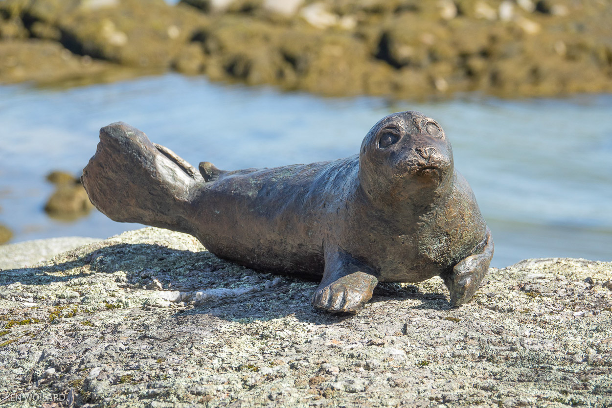 SALTY SEAL PUP Rebekah Raye 